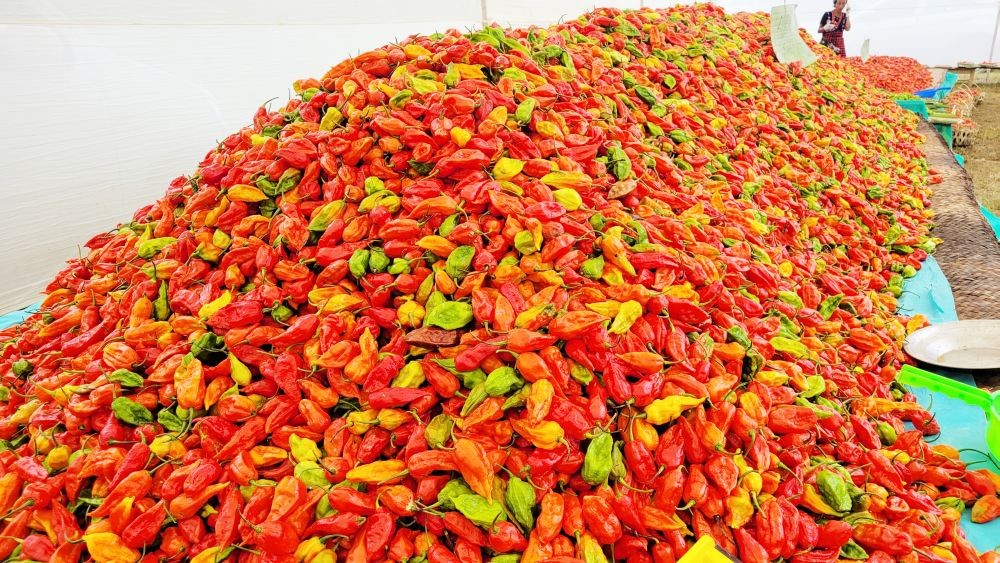 First ever Naga Mircha festival was held at Seiyhama village in Kohima. It was organised by Department of Horticulture. (Morung file Photo)